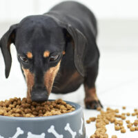 3 Tips to Ensure a Healthy Diet for Dogs