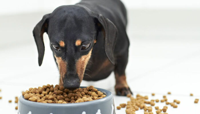 3 Tips to Ensure a Healthy Diet for Dogs