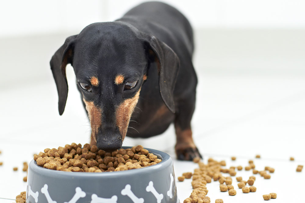 3 Tips to Ensure a Healthy Diet for Dogs