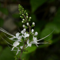 4 Houseplants That Cats Must Stay Away From