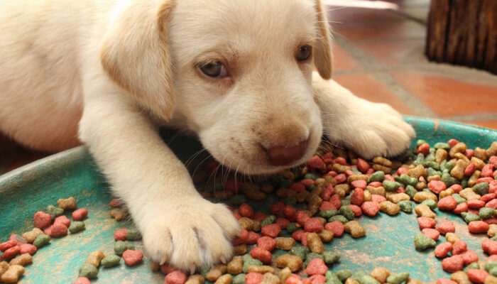 Common Signs and Triggers of Food Allergies in Dogs