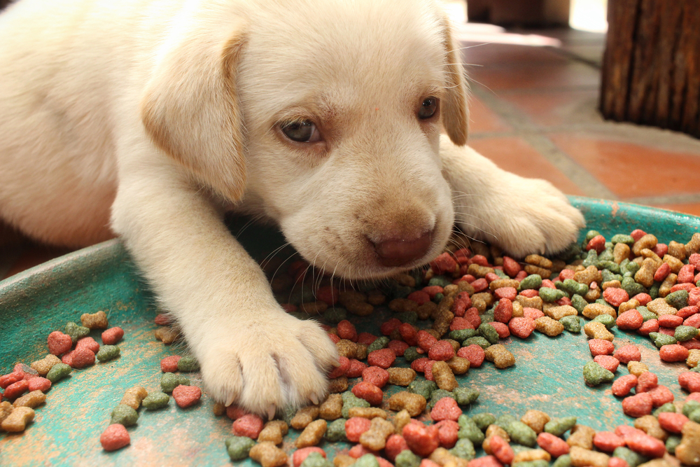 Common Signs and Triggers of Food Allergies in Dogs