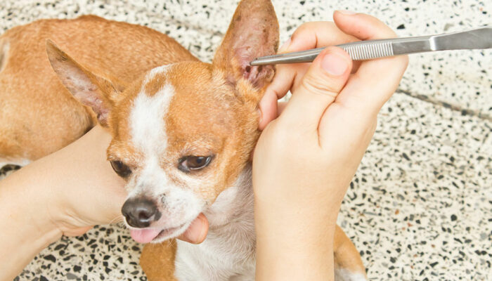 Simple Home Remedies to Get Rid of Fleas and Ticks in Dogs