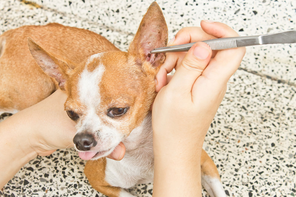 Simple Home Remedies to Get Rid of Fleas and Ticks in Dogs